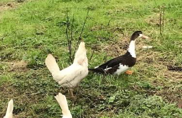 Springwood farm - Foto 18