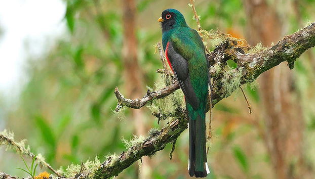 Farallones de Cali & El Topacio Day Trip - Foto 3