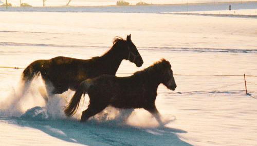 Tannenhof Epple - Foto 5