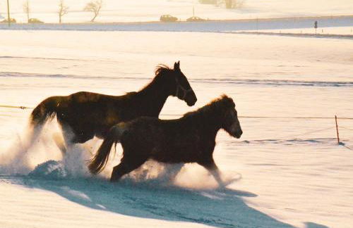 Tannenhof Epple - Foto 5