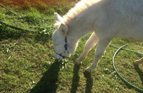 Agriturismo Il Paradiso - Foto 61