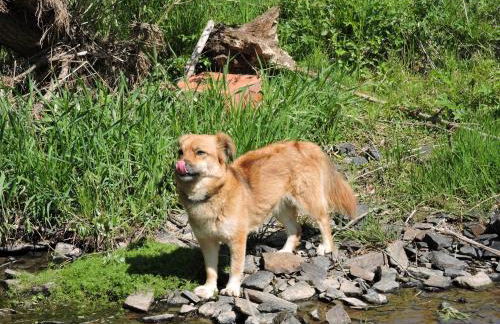 Seveniger Mühle - Foto 9