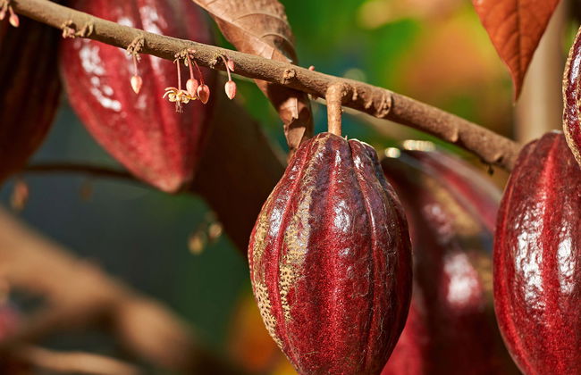Visita a uma fazenda - Foto 1