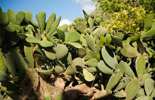 Arapakis Historic Castle - Foto 68