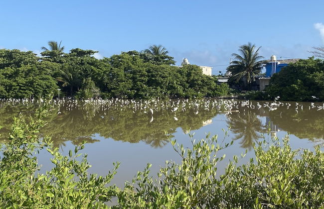 Entire House on the Seashore in Chicxulub Puerto, Yuc, Riviera Yucateca Mex - Photo 14