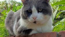 Appartamenti Cerami con parcheggio a un passo dal mare - Foto 3