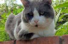 Appartamenti Cerami con parcheggio a un passo dal mare - Foto 3