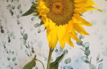 La Milana, Orbaneja del Castillo - Photo 48