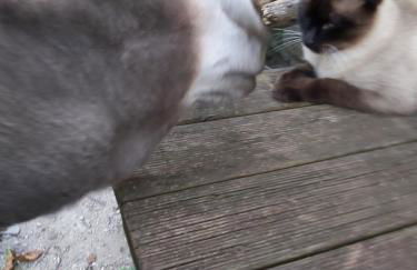 SO MAGIC - La casa nel bosco - Foto 69