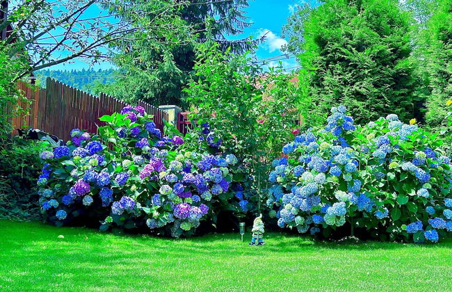 Casa Ador Sinaia - Foto 44