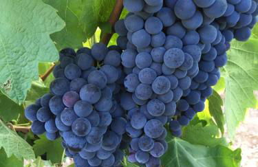 Monte dos 2 Tanques - Foto 18