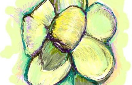 Sítio das Imbiribas Natureza em Igarassu - Foto 24