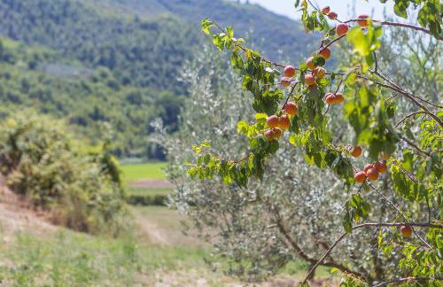 Agriturismo I Melograni - Foto 18