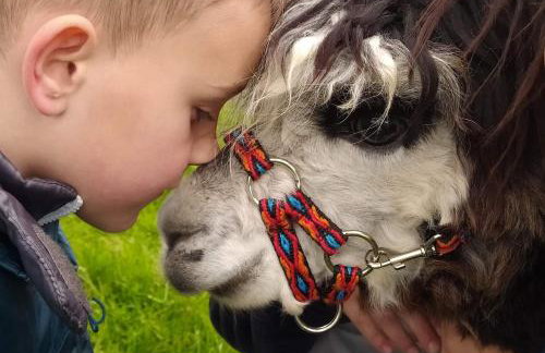 Pensjonat Przy Stajni - Foto 16