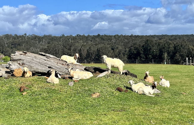 Jarrah Glen Cabins - Photo 28