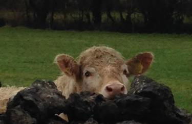 Beaconsfield Farm - Foto 31