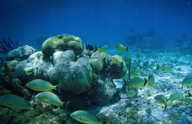 Das unerschrockenste Speedboat-Abenteuer in Cancun Schnorchel inklusive - Foto 16
