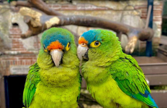 Biglietti per l'Osservatorio 1873 + Museo Nazionale della Balena - Foto 4