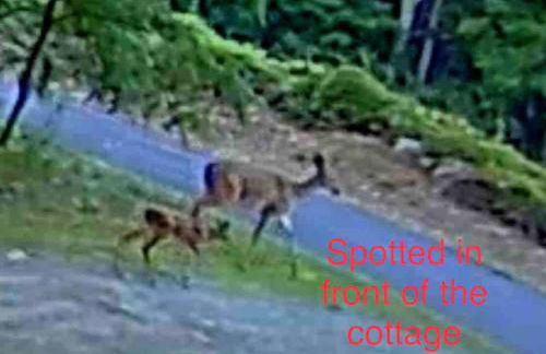 The Cozy Cottage - Foto 29