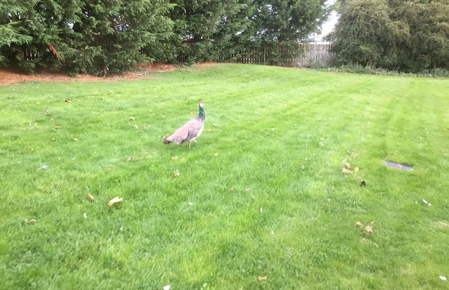 Cozy Dog Friendly Cottage Near Bridlington - Foto 10