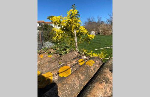 Villa Stanzietta Novigrad for 10 at Olive orchard - Foto 51