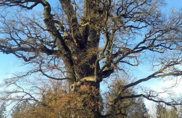 Ferienwohnung Elisabeth - Foto 29