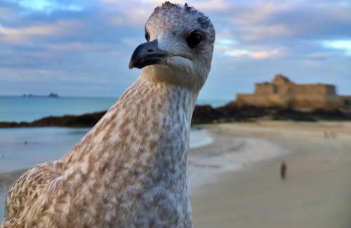 Saint-Malo Apartment - Foto 25