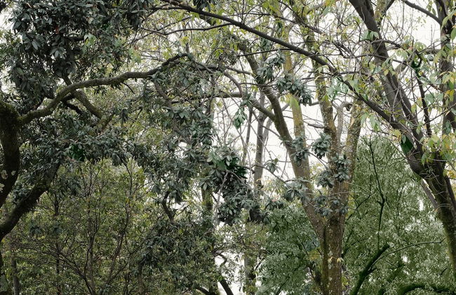 Casa Rombos By Grupo Encanto Rombo II - Foto 66