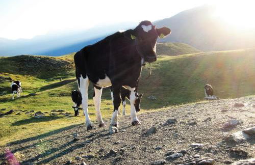 Morigglhof - Foto 16