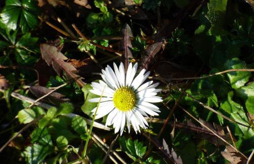 Relaxen im alten Winzerhaus Fewo OG - Foto 52