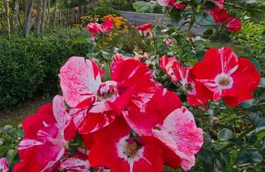 Großes neues Appartement Mein Burgwaldtraum - Foto 31