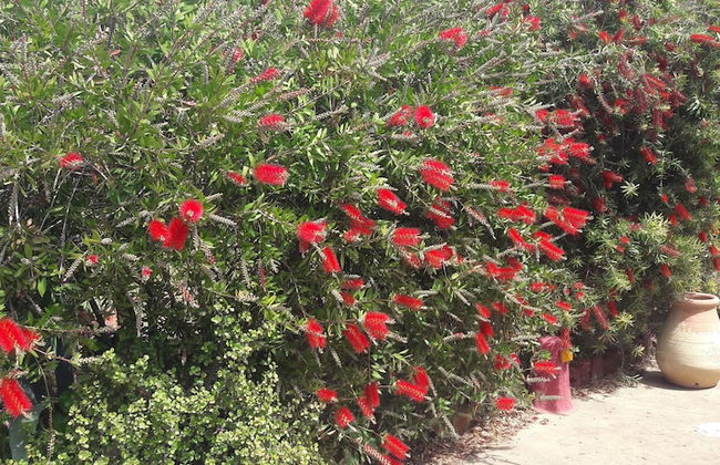 Poecylia Resort - Photo 40