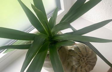 Casa Diego Bielefeld mit Garten - Photo 31