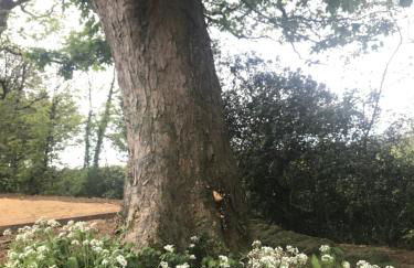 Hollybush Lodges - Foto 56