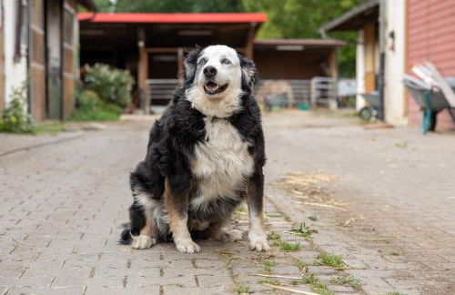 Ferienwohnung in ländlicher Lage - Foto 21