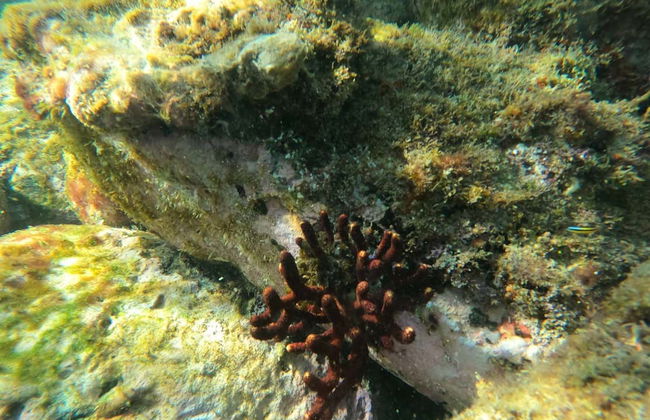 Snorkeling at Las Gatas Beach - Photo 6