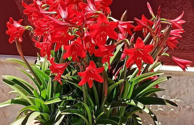 Airport Rooms Bari - Foto 24