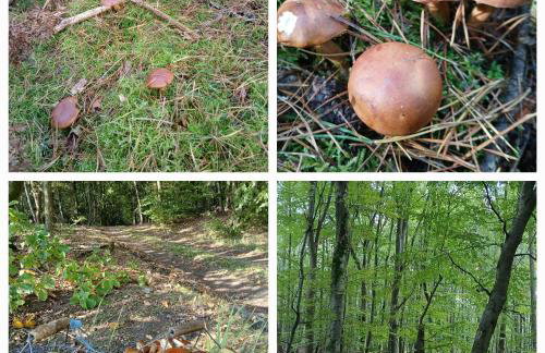 Am Froschteich - Foto 17