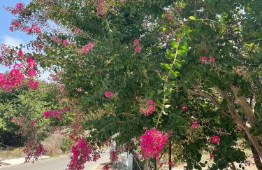 Aspasias Traditional Studio - Foto 1