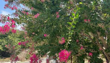 Aspasias Traditional Studio - Foto 1