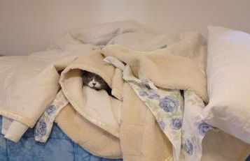 Agriturismo IL CERRO - Photo 7