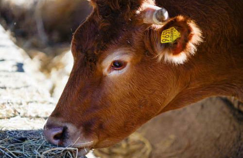 Biobagnolese Agriturismo - Foto 32