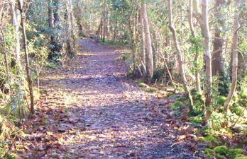 The Willows at Mullans Bay - Foto 41