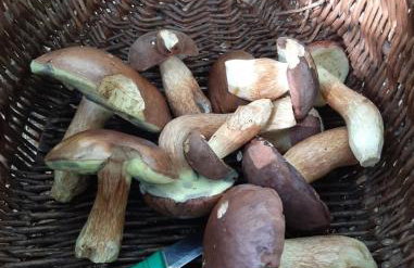 Apartament Pod Orzechem - Foto 17