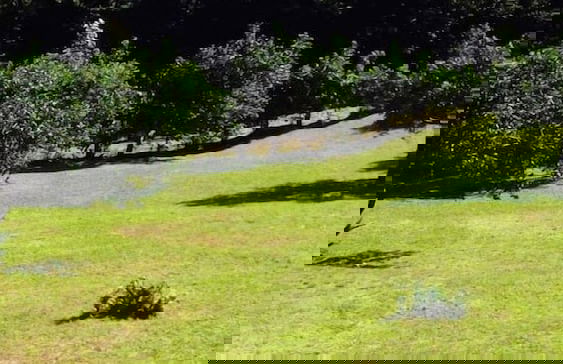 Lemon House Monteverde - Foto 8