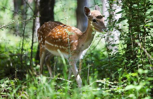 Dworek pod Liwoczem - Foto 53