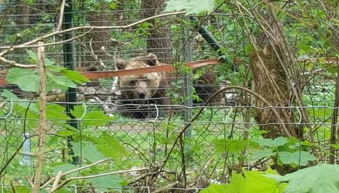 baerenhoele - Foto 5