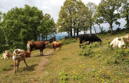 Estrella rural casa rural en la Sierra de Madrid - Foto 25