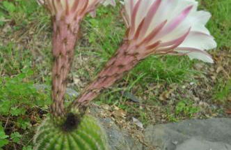 Agriturismo Podere Casacce - Foto 47