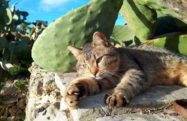 Masseria Costarella - Photo 32